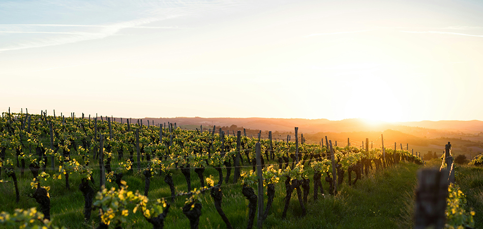 Napa Valley