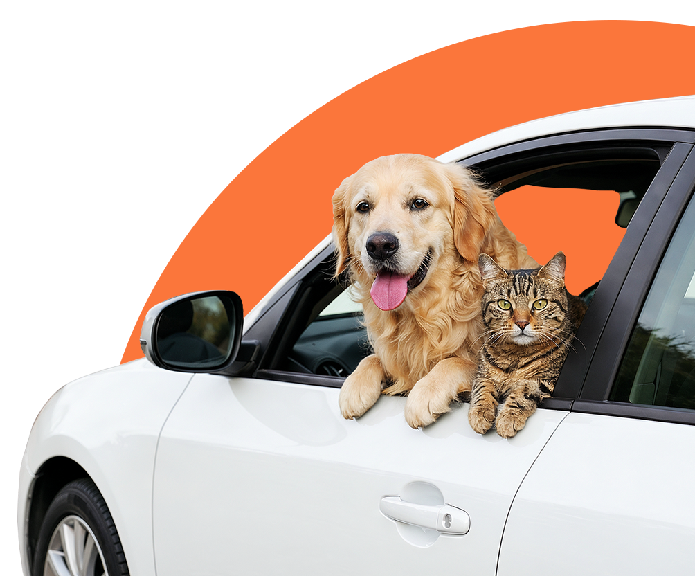 Dog and Cat sitting in a car