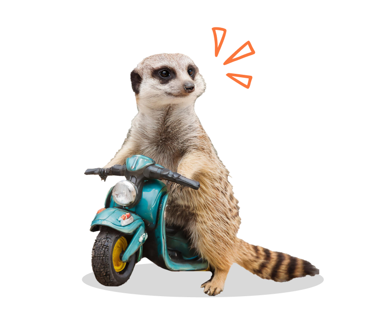 squirrel on a moped
